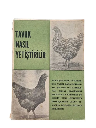 Tavuk Nasıl Yetiştirilir