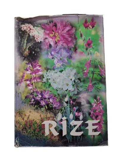 Rize